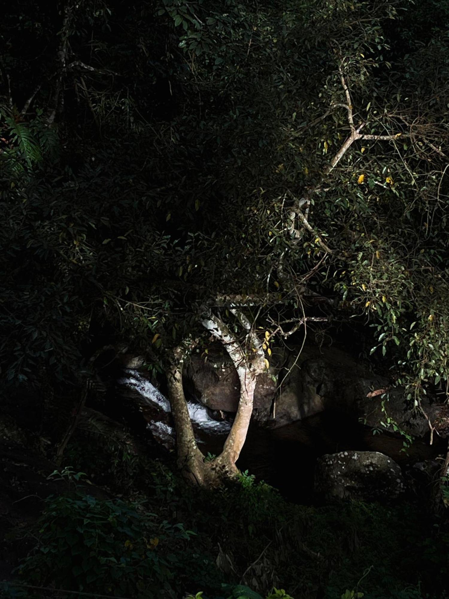 קאלפטה Mahout Resort Wayanad - An Experiential Jungle Stay With Waterfall מראה חיצוני תמונה